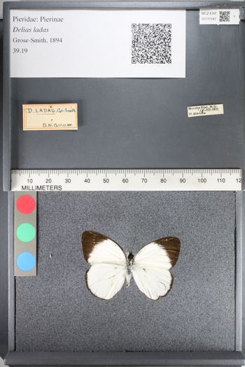 Media type: image;   Entomology 131547